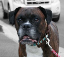 boxer mom colour focus